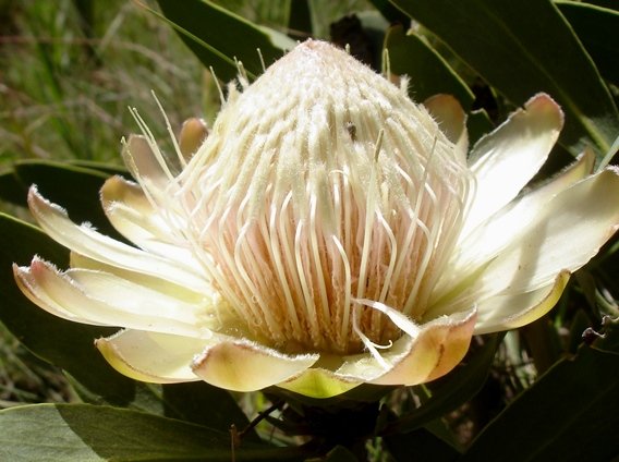 Protea dracomontana white flowerhead